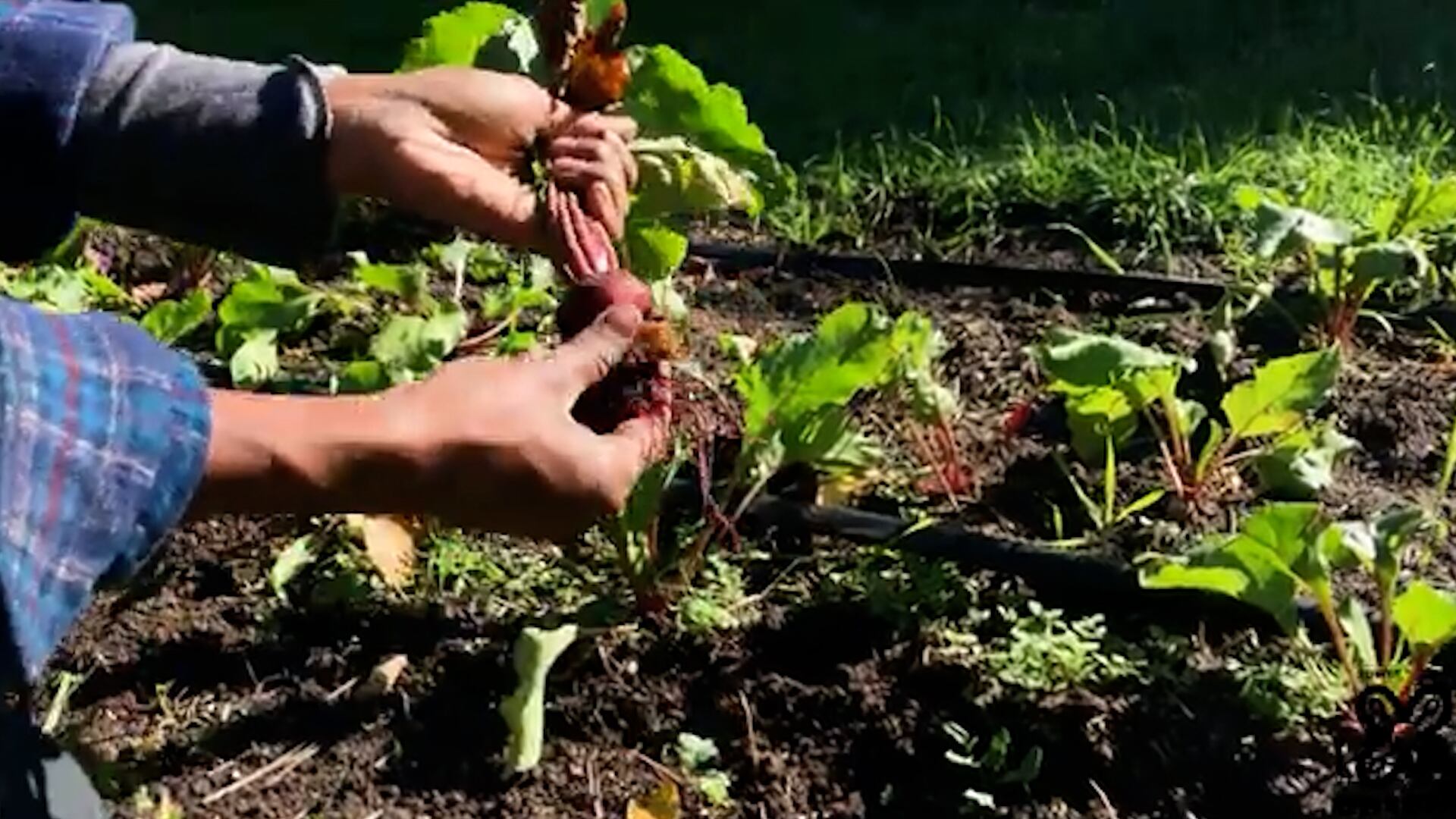 Detroit organization promotes urban farming amid food insecurity