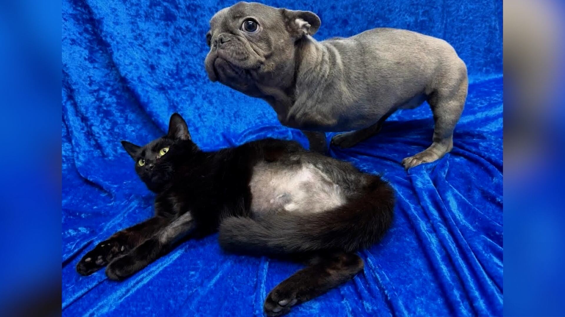 The three-legged cat and dog duo that are best friends